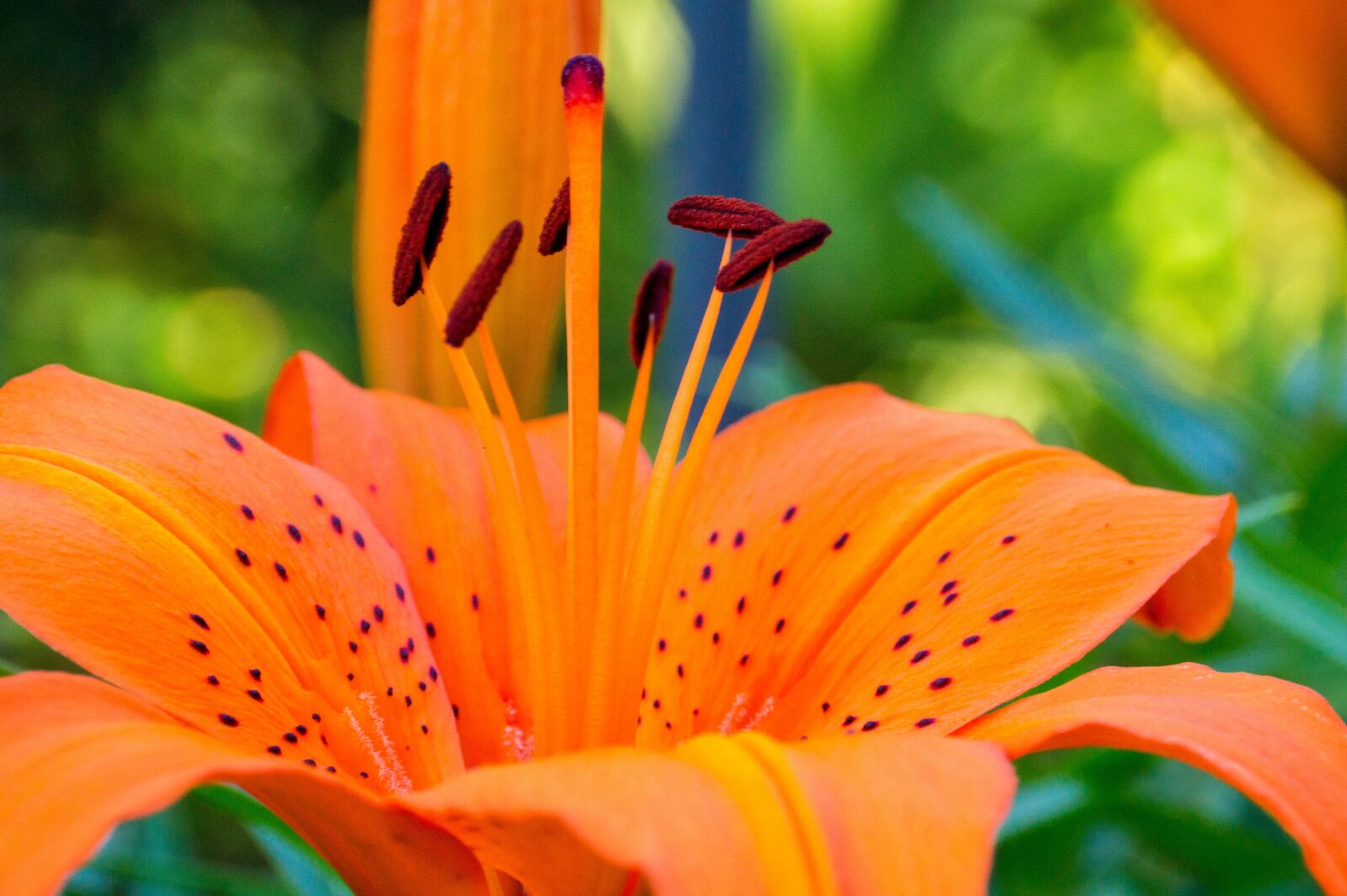 Sony SLT-A58 + Sony DT 18-200mm F3.5-6.3 sample photo. Flowers, lily, plant photography