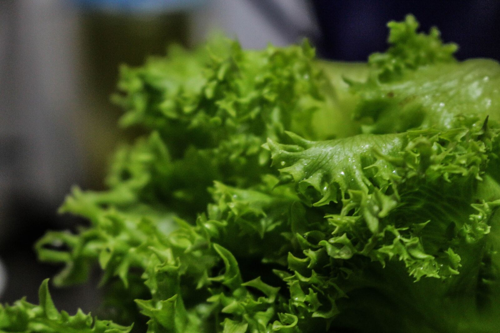 Canon EOS 700D (EOS Rebel T5i / EOS Kiss X7i) sample photo. Lettuce, verdura, food photography