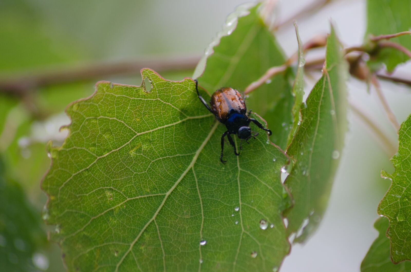 Nikon D7000 sample photo. Leaf bettle, bettle, leaf photography