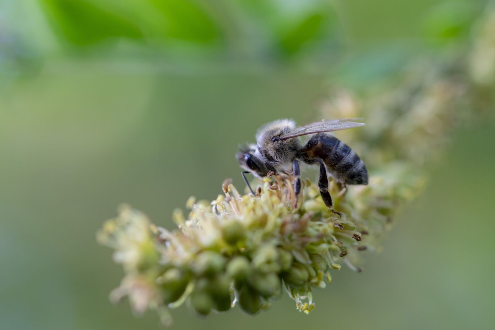 Tamron SP 90mm F2.8 Di VC USD 1:1 Macro sample photo. Bee, insect, nature photography