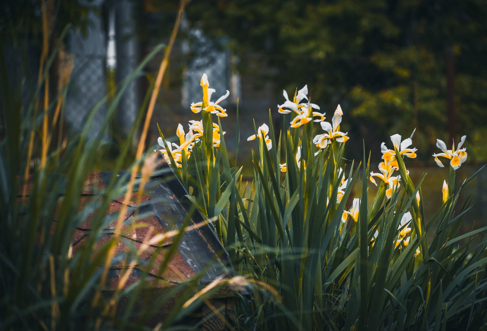 Nikon D5600 sample photo. Garden, flower, flowers photography