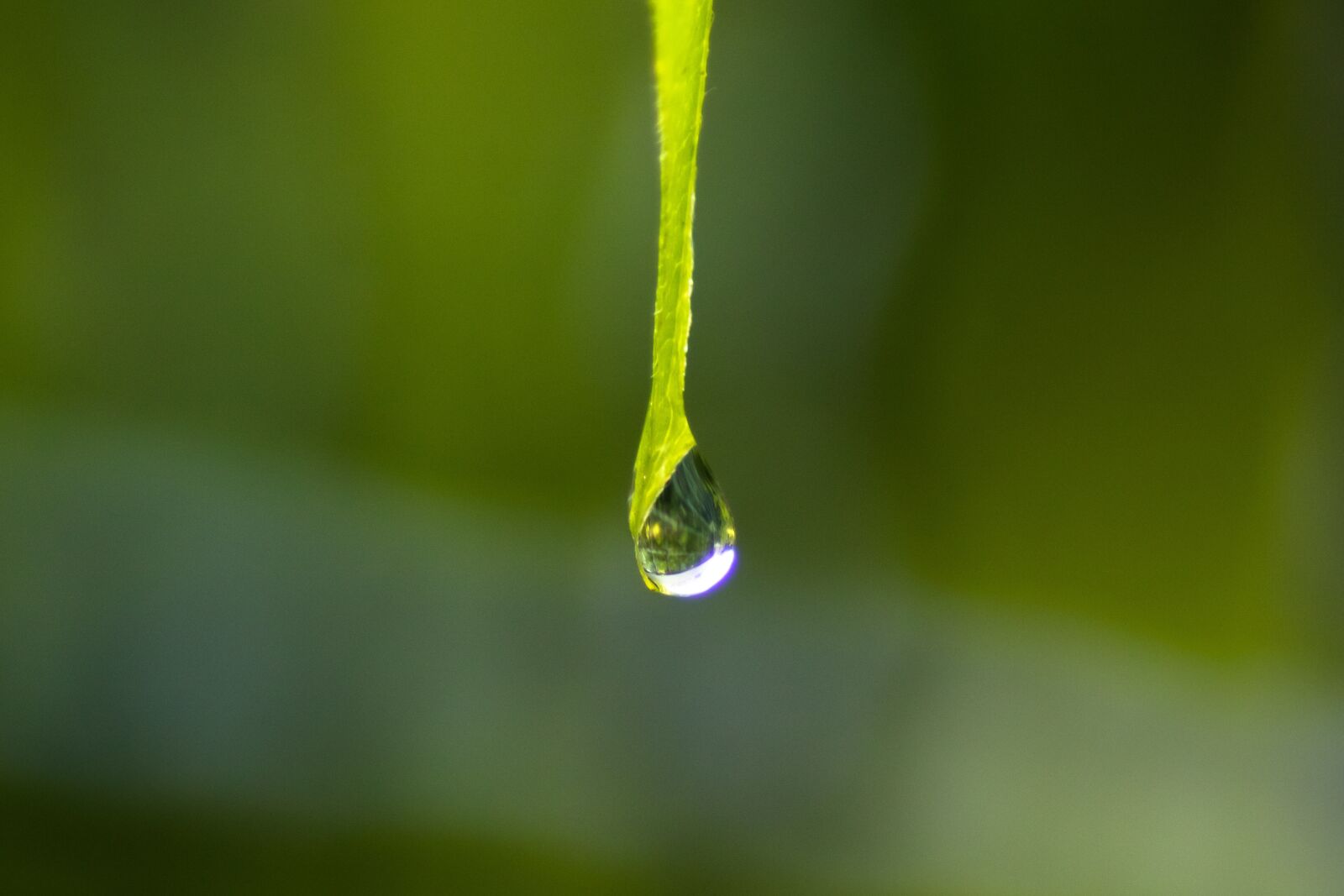 Canon EOS 750D (EOS Rebel T6i / EOS Kiss X8i) sample photo. Drip, water, raindrop photography