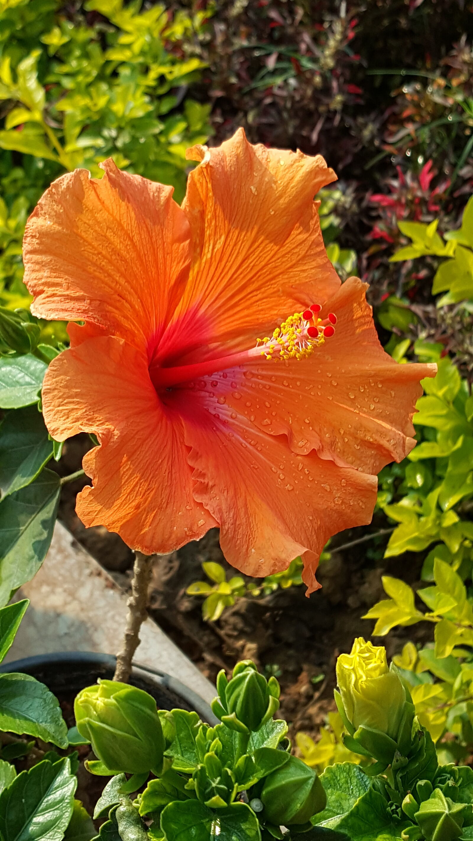 Samsung Galaxy Note5 sample photo