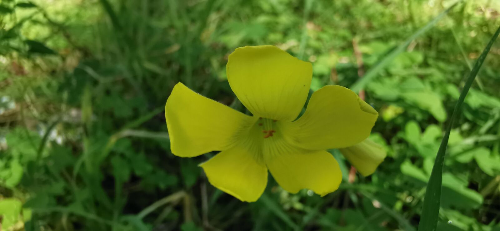 HUAWEI P30 Pro sample photo. Close, nature, petal photography