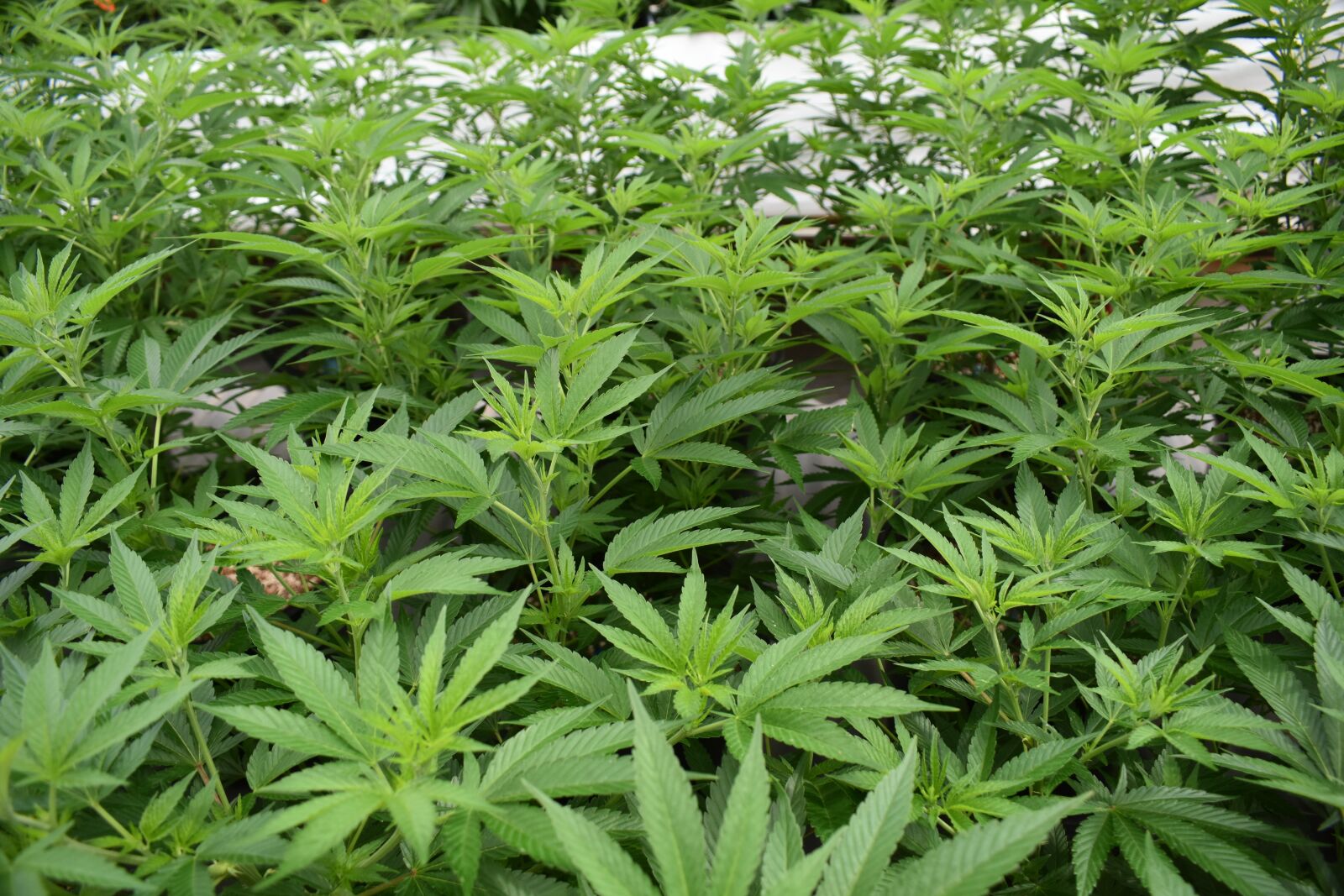 Nikon D3400 sample photo. Cannabis, marijuana, weed photography