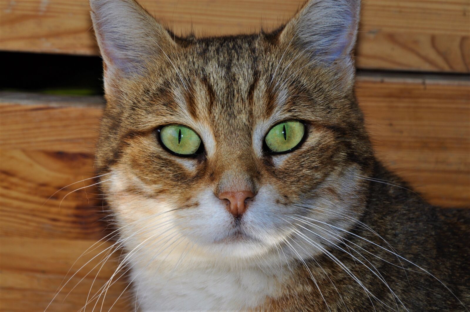 Nikon D5000 sample photo. Animal, cat, eyes photography