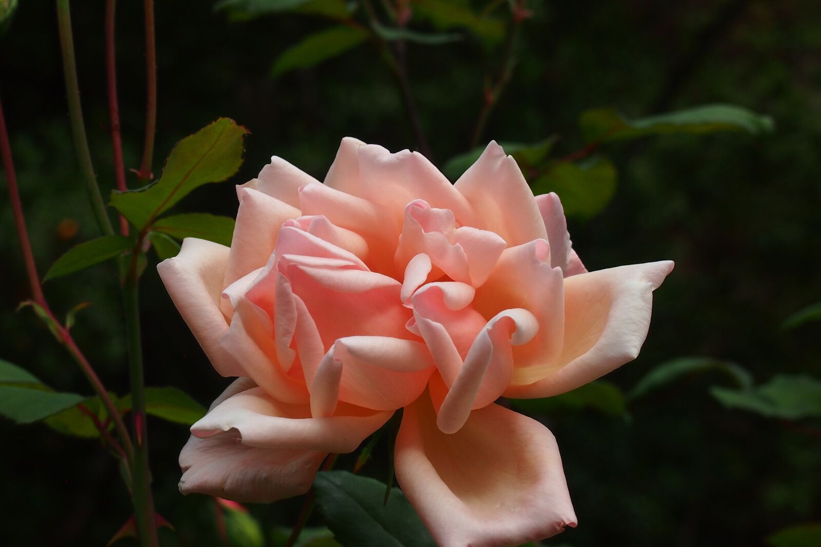 Olympus PEN E-PM1 sample photo. Flower, rose, pink photography
