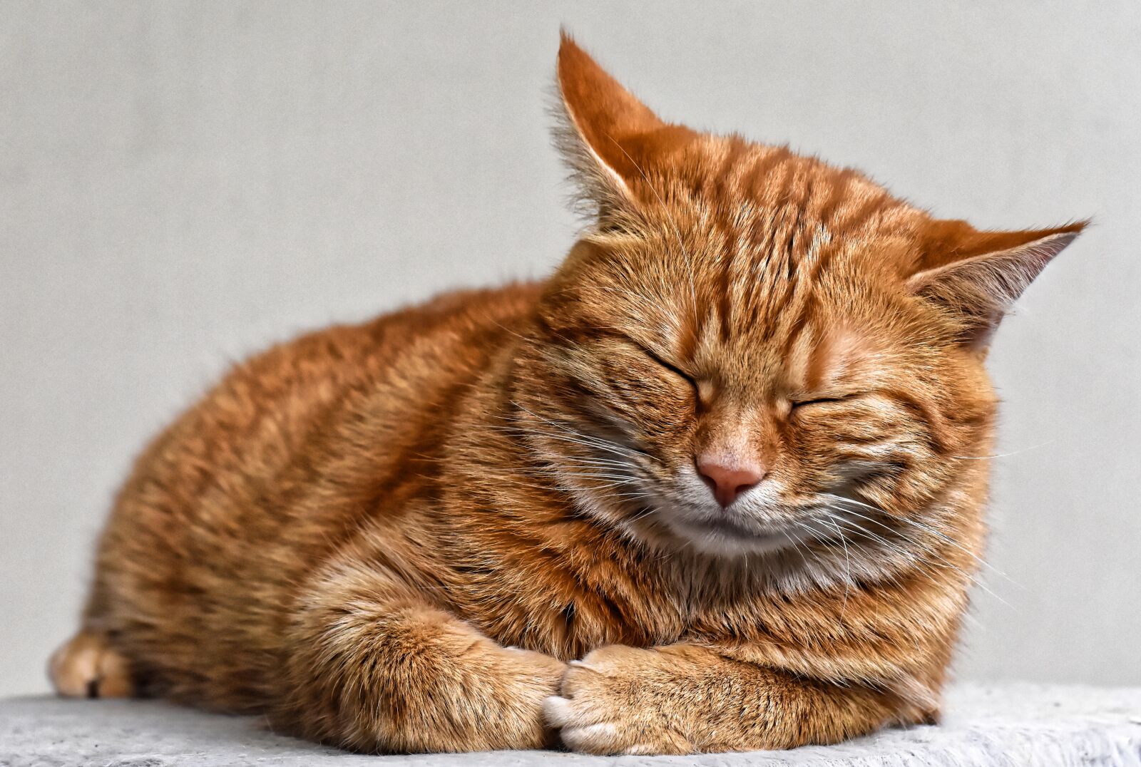 Nikon D7200 sample photo. Cat, red, cute photography