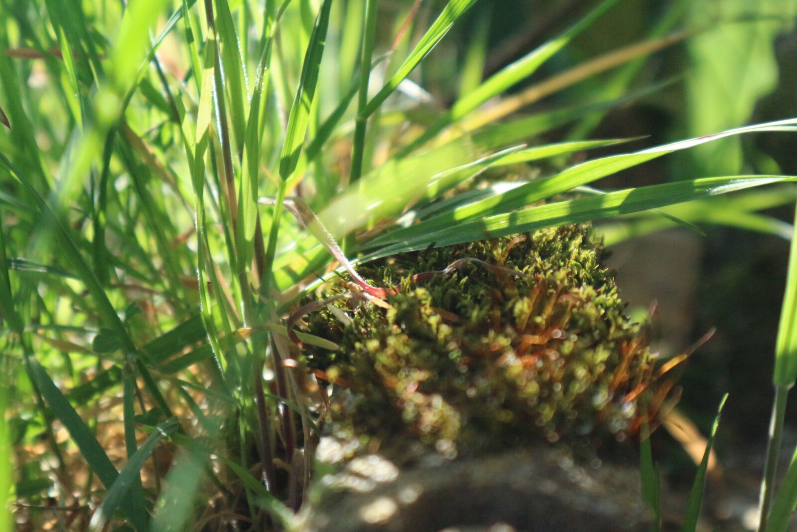 Canon EF-M 15-45mm F3.5-6.3 IS STM sample photo. Green, nature, summer photography