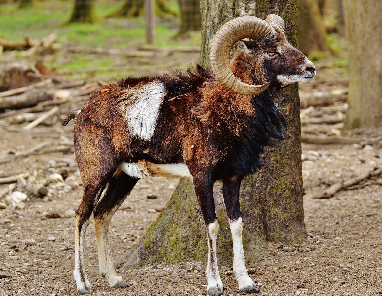 Nikon D3200 sample photo. Aries, wildpark poing, european photography