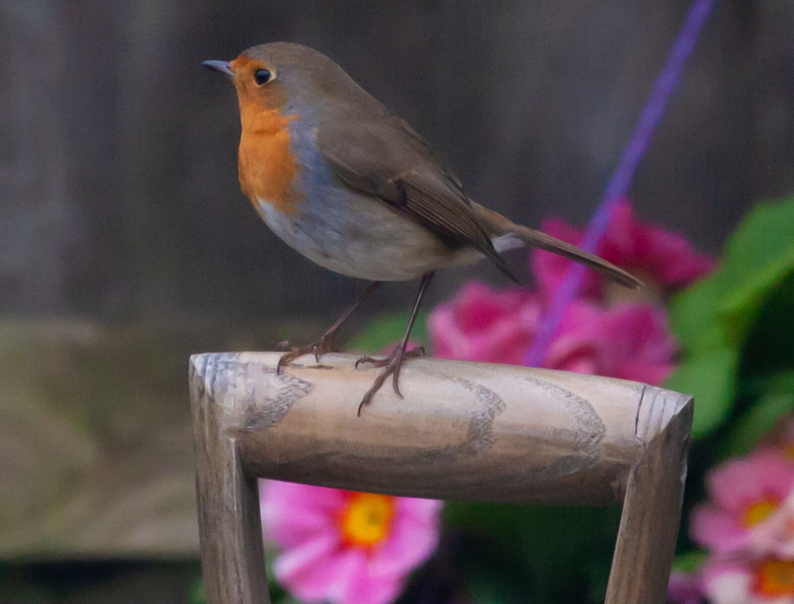 Canon EOS 5D Mark II sample photo. Robin redbreast perched on photography