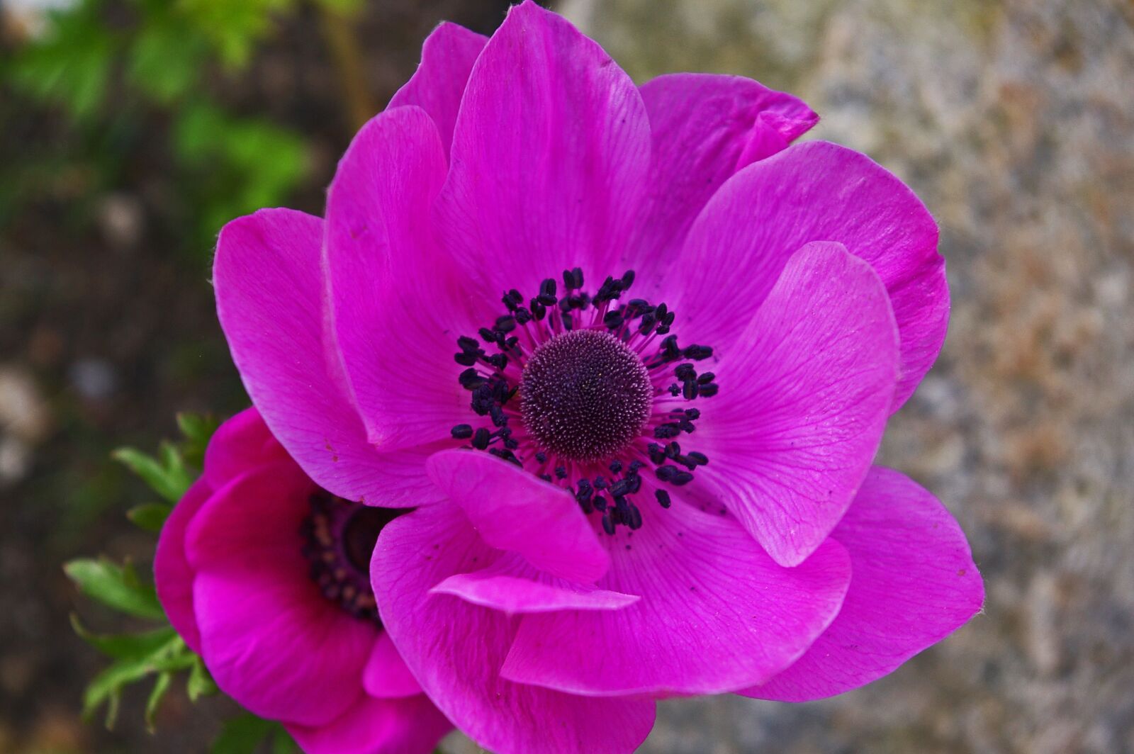 Pentax *ist DL2 sample photo. Annemone, garden, flower photography