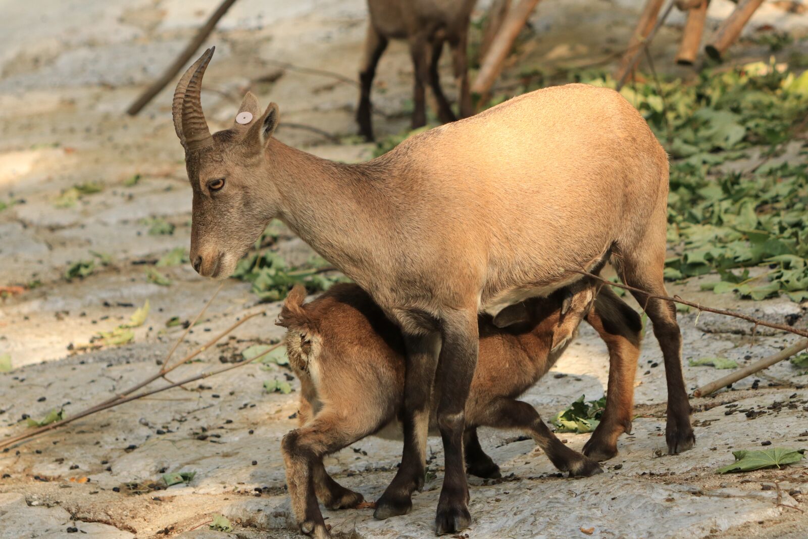 Canon EF 70-300 F4-5.6 IS II USM sample photo. Capricorn, animals, mammals photography