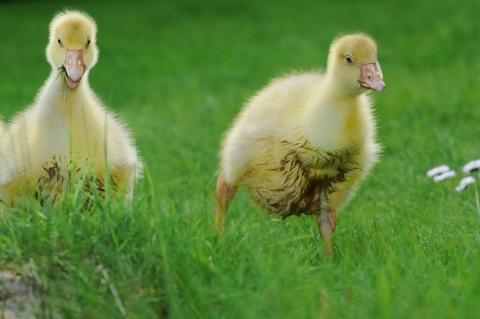 Nikon D300S sample photo. Animal, goose, poultry photography