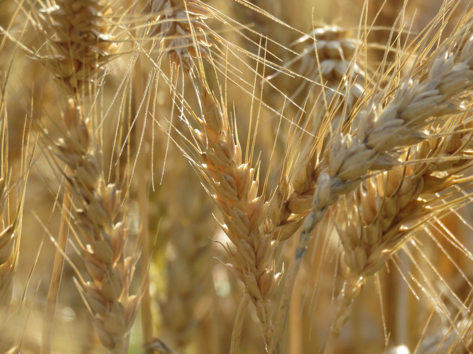 Canon PowerShot SX60 HS sample photo. Wheat, flour, bread photography