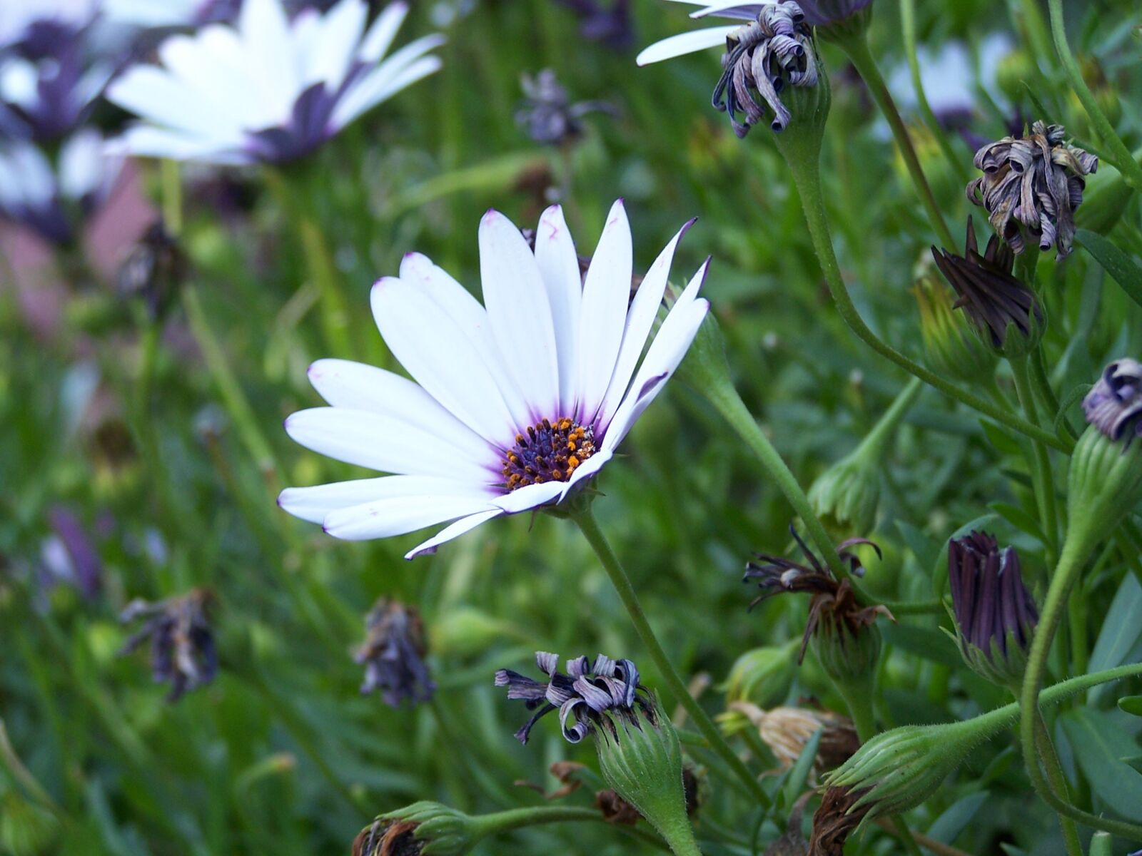 Kodak Z740 ZOOM DIGITAL CAMERA sample photo. White, daisy, flower photography