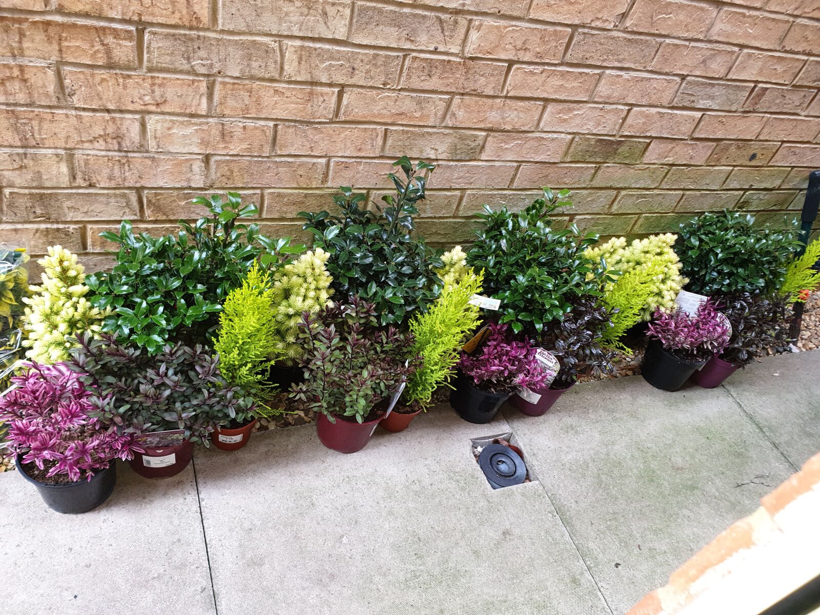 Samsung Galaxy S9 sample photo. Flowers, shrubs, patio flowers photography
