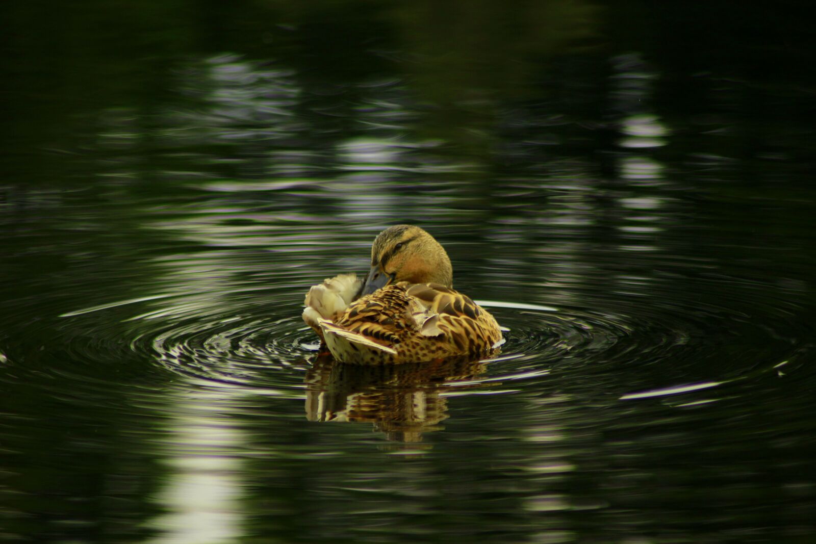 Canon EOS 100D (EOS Rebel SL1 / EOS Kiss X7) sample photo. Duck, pond, moor photography
