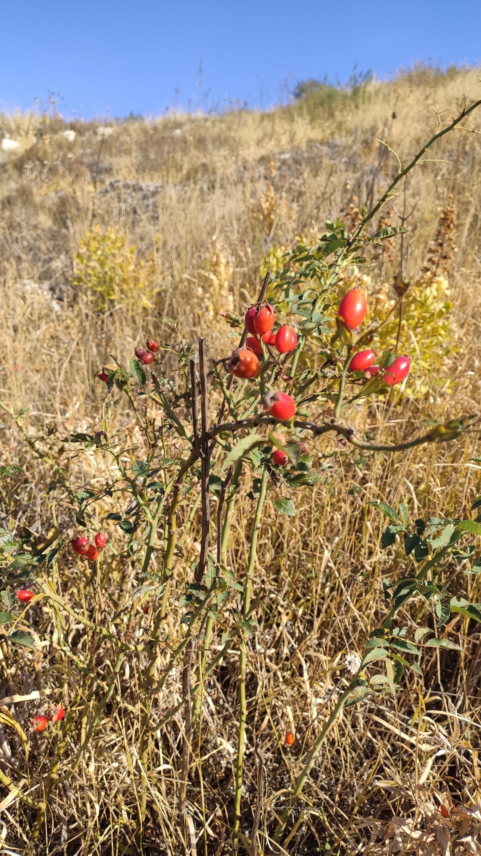 Xiaomi Mi 9T sample photo. Nature, plants, rose hip photography