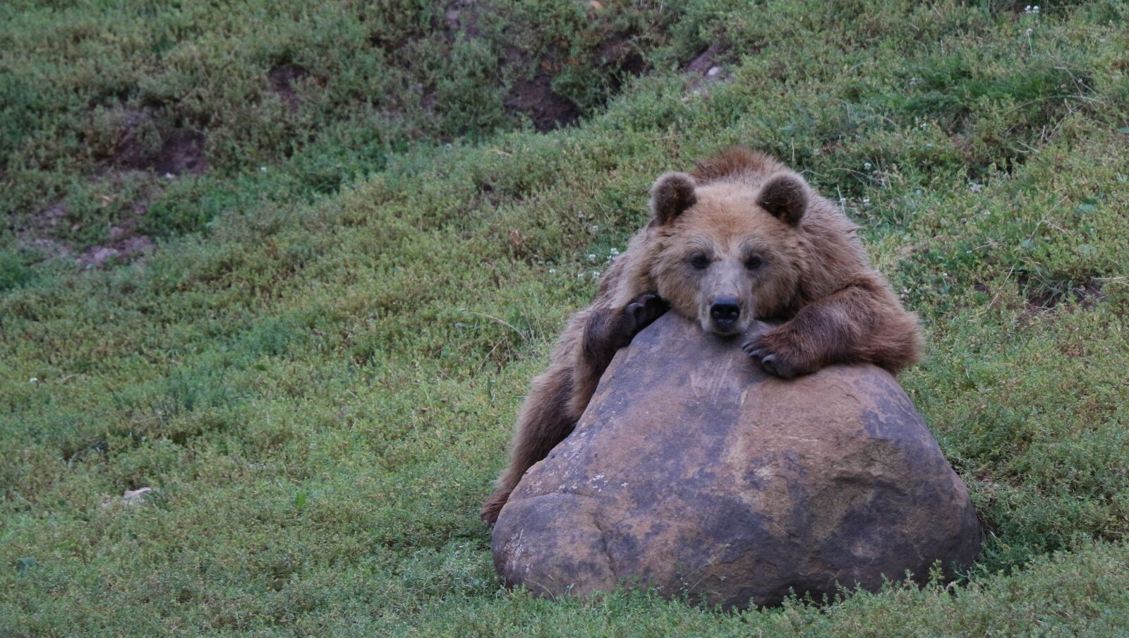 Canon EOS 650D (EOS Rebel T4i / EOS Kiss X6i) sample photo. Bear, meadow, rock photography