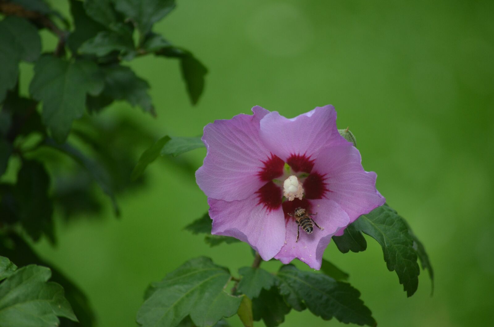 Nikon D5100 sample photo. Flower, bee, nature photography