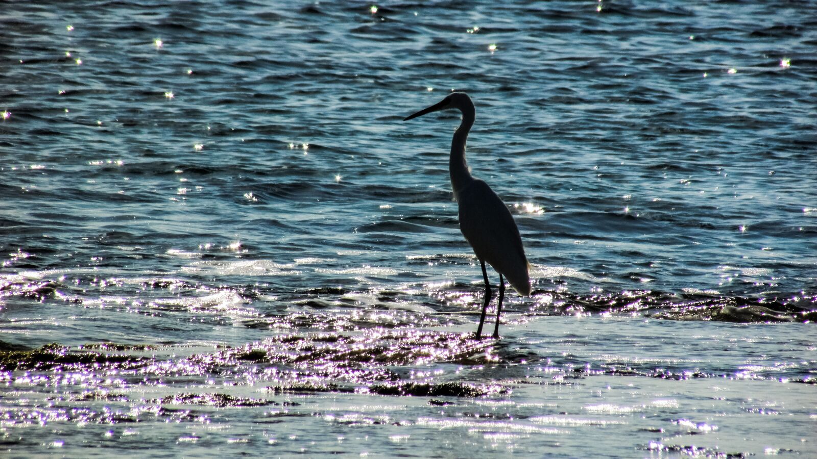 Canon PowerShot SX400 IS sample photo. Heron, bird, wild photography