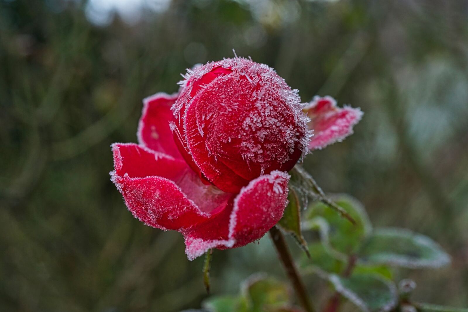 Sony a5100 + Sony E 30mm F3.5 Macro sample photo. Rose, frozen, morning photography