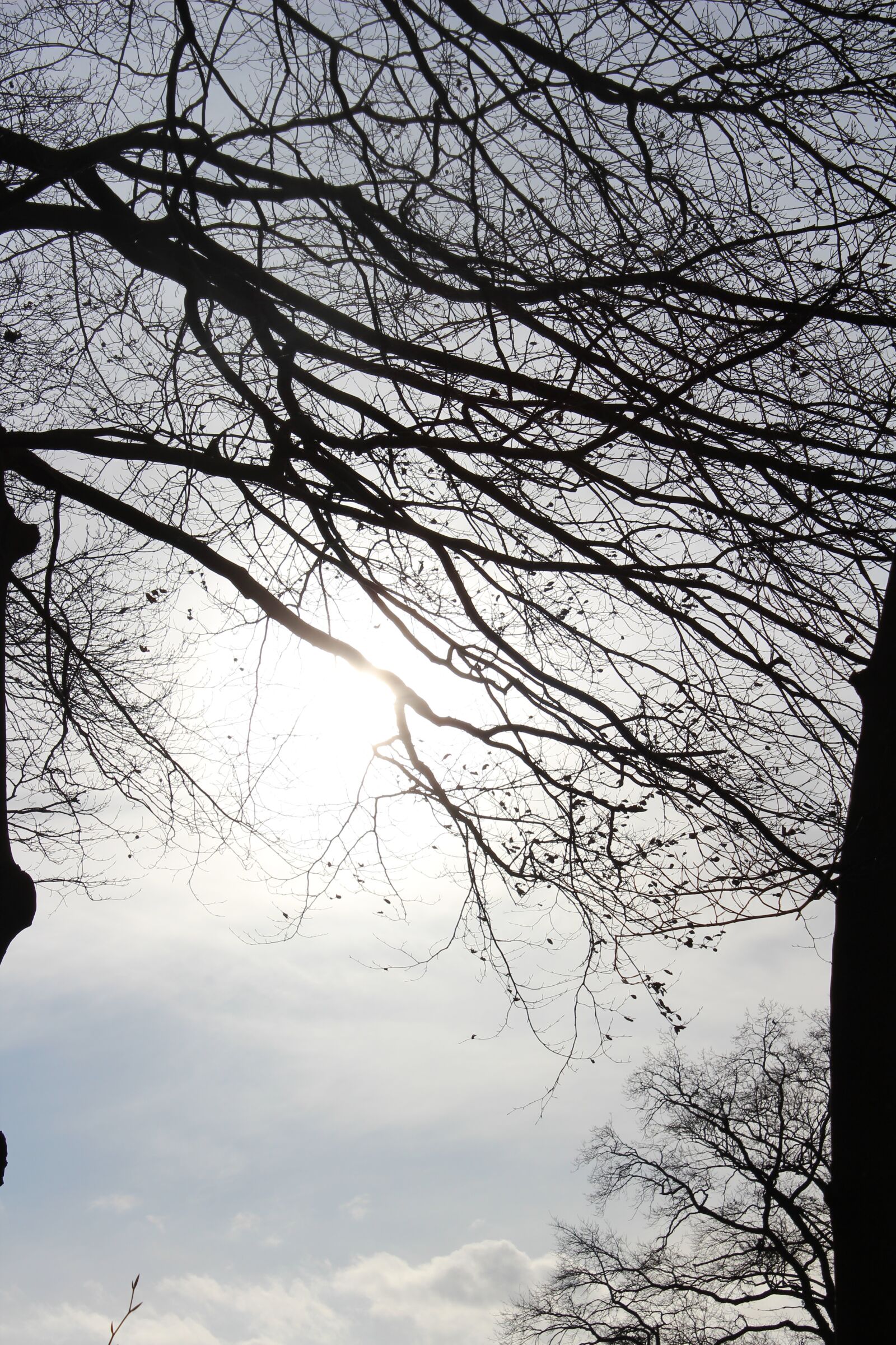Canon EOS 600D (Rebel EOS T3i / EOS Kiss X5) sample photo. Autumn, november, fog photography