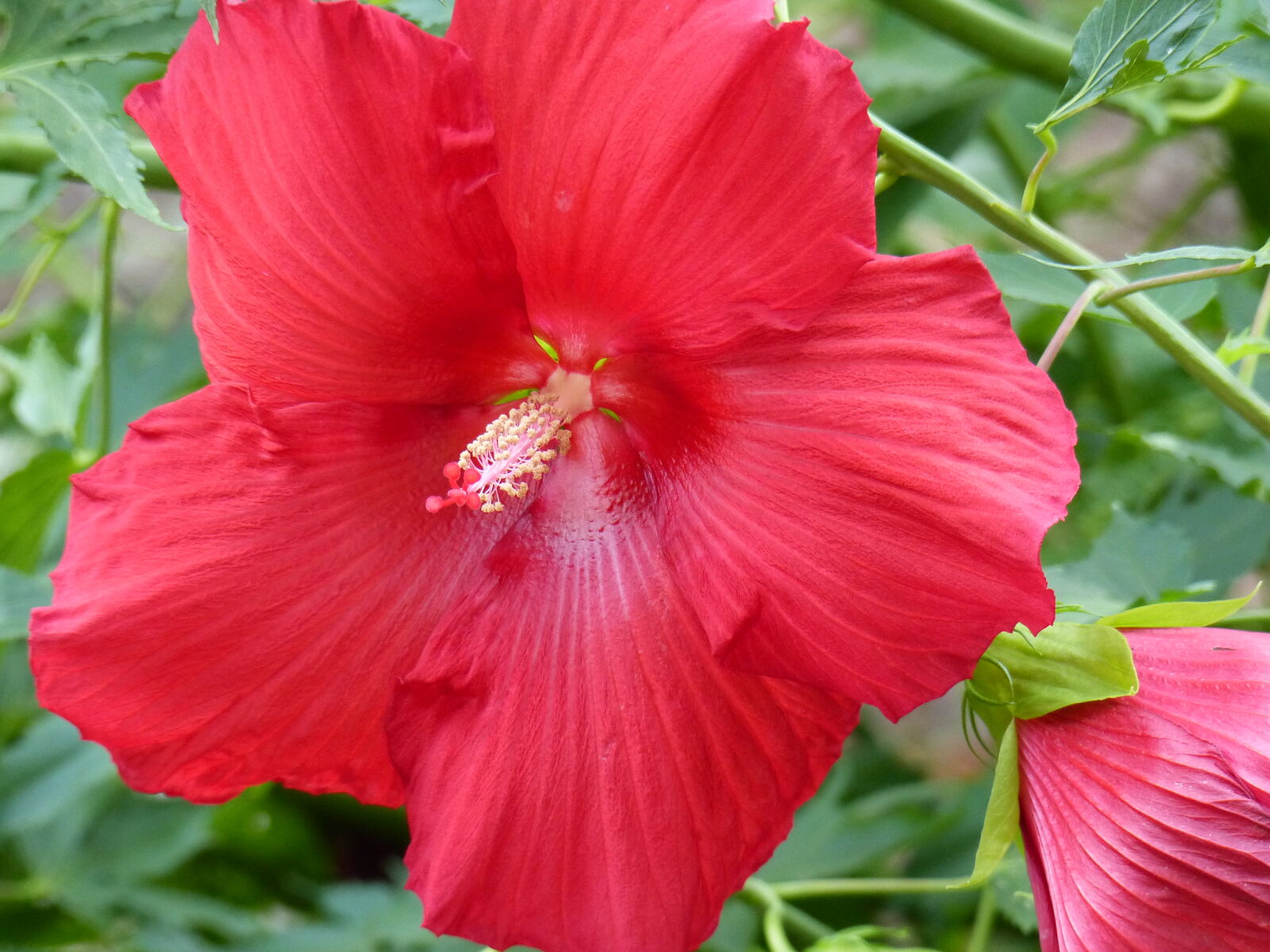 Panasonic Lumix DMC-FZ200 sample photo. Close, up, flower, garden photography