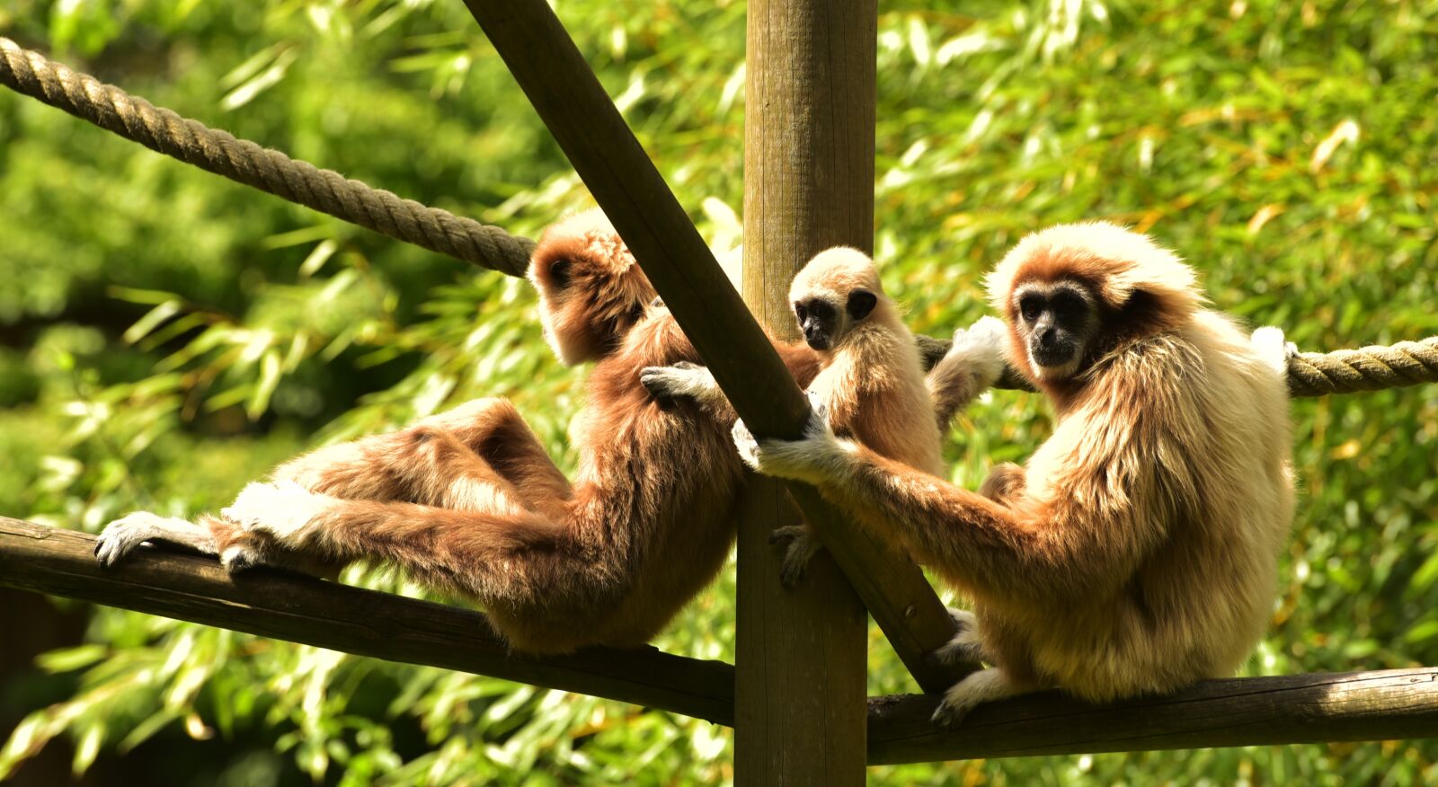 Nikon D750 sample photo. Ape, baby, ape baby photography