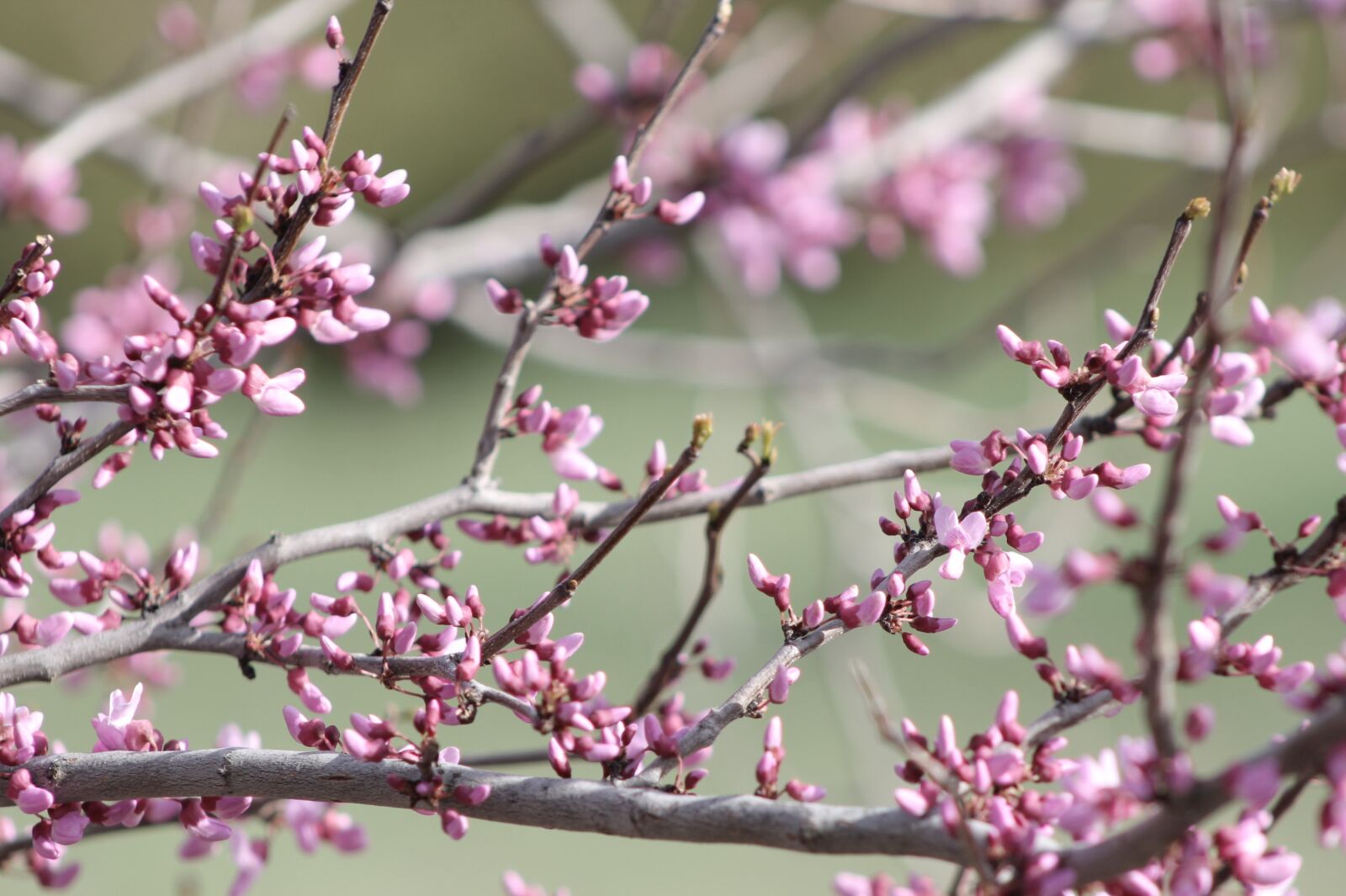 Canon EOS 1100D (EOS Rebel T3 / EOS Kiss X50) sample photo. Redbud, blooms, spring photography