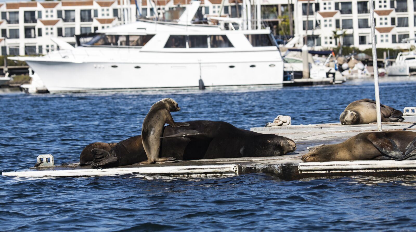Canon EF 100-400mm F4.5-5.6L IS USM sample photo. Sealion, california, dock photography