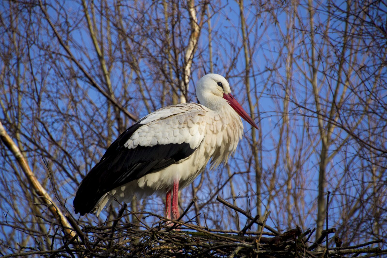 Canon EOS 60D sample photo. Stork, nature, bird photography