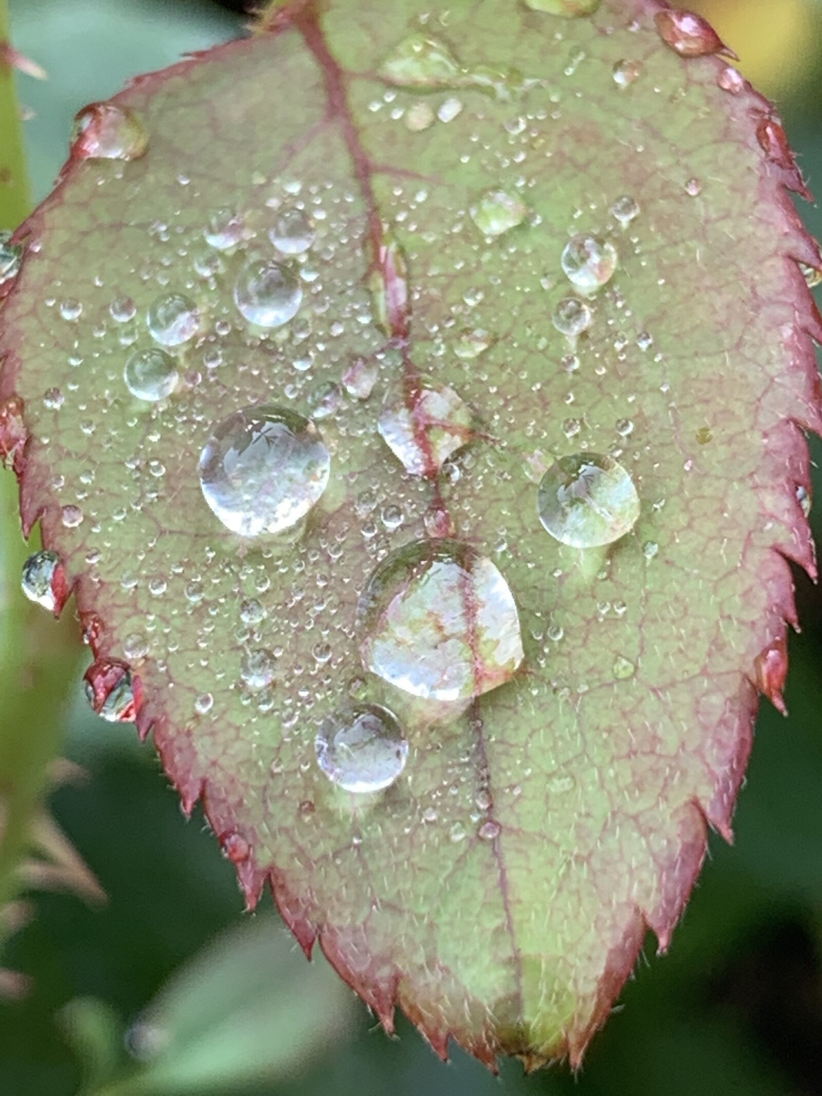 Apple iPhone XS Max sample photo. Nature, waterdrops, roseleaf photography