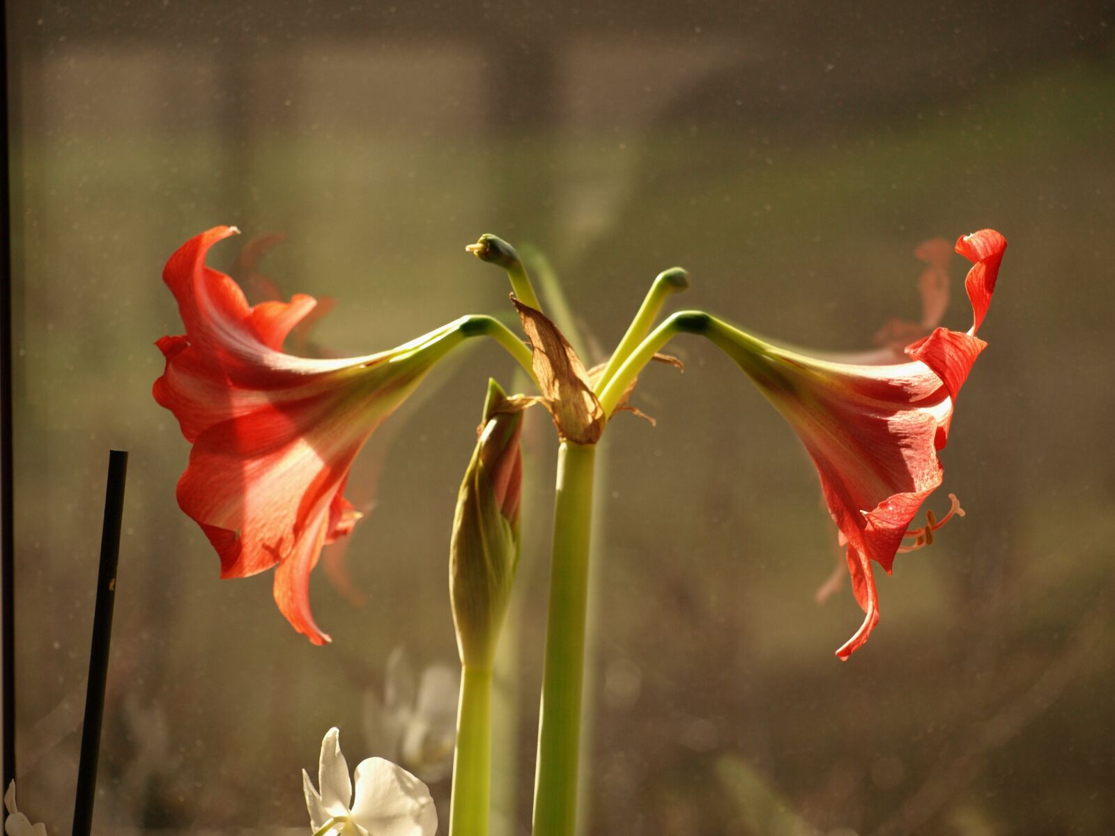 Olympus E-510 (EVOLT E-510) sample photo. Lily, flower, bokeh photography