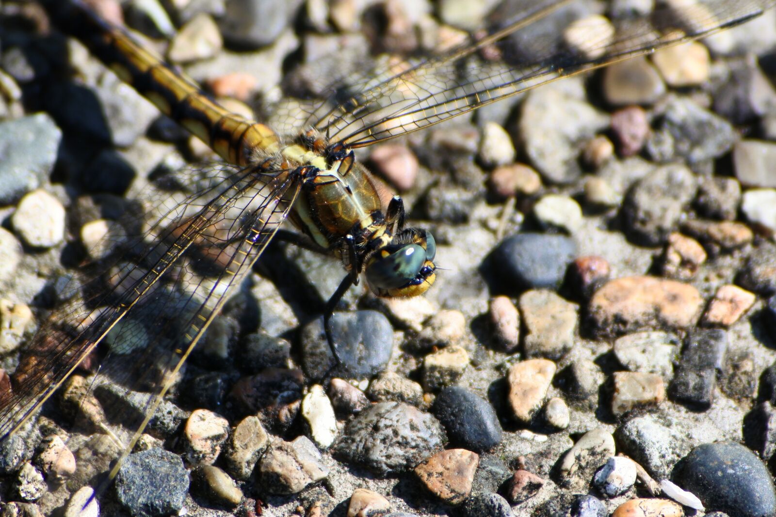 Nikon 1 J5 + VR 55-200mm f/4-5.6G sample photo. Natural, landscape, insect photography