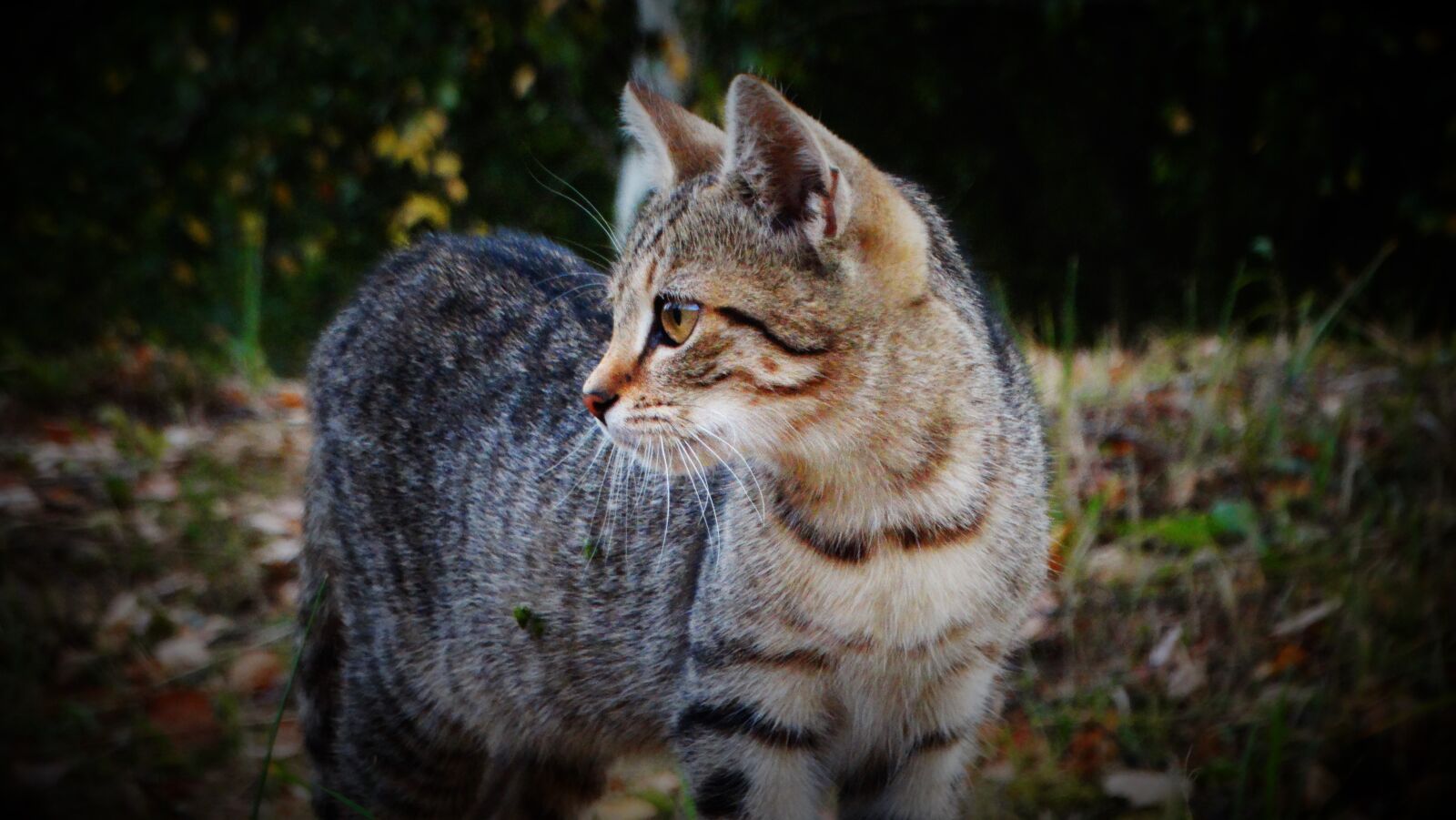 Sony Cyber-shot DSC-HX300 sample photo. Cat, kitten, animal photography