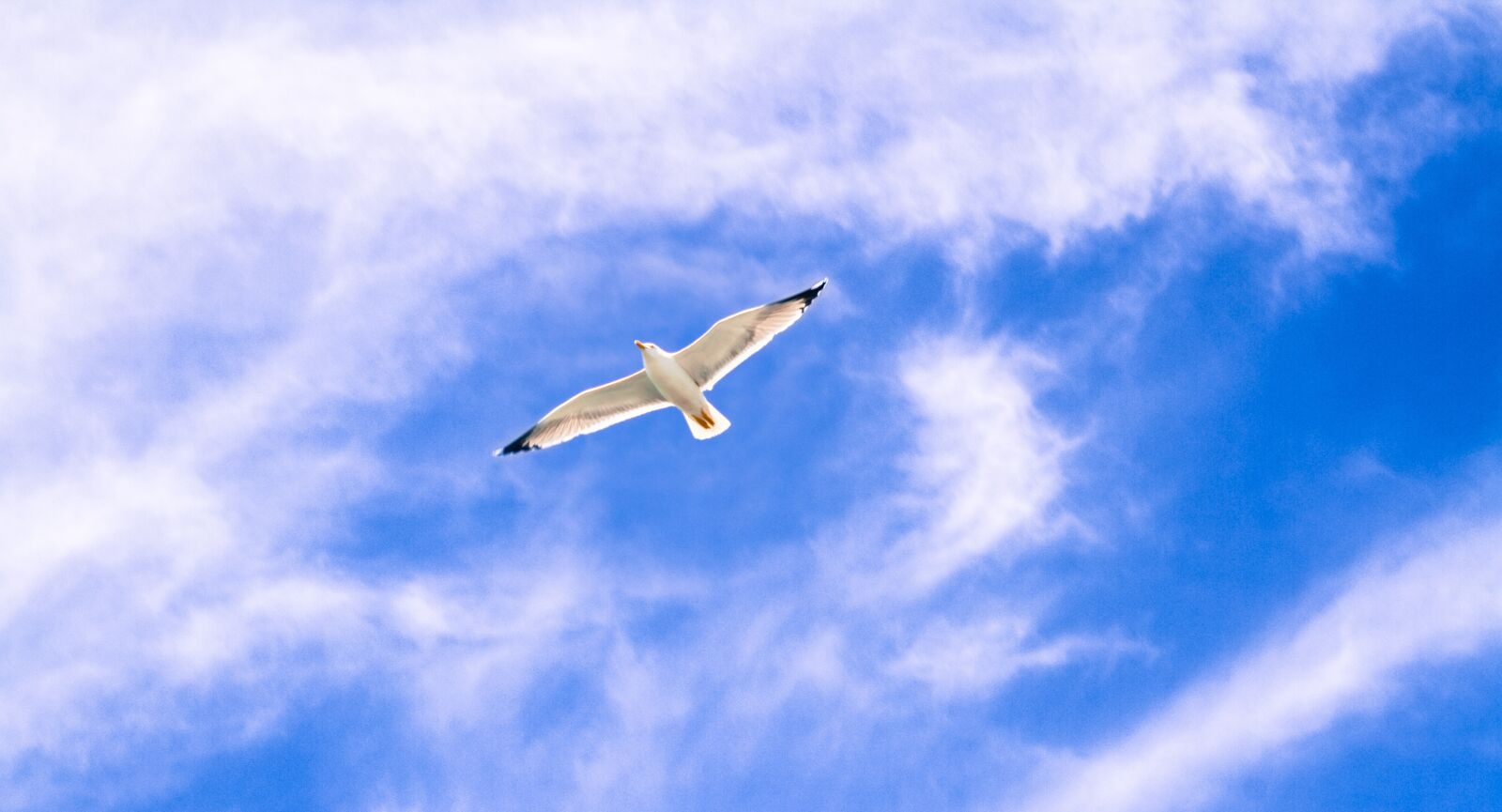 Canon EF-S 18-55mm F3.5-5.6 IS II sample photo. Gull, animal, flying photography