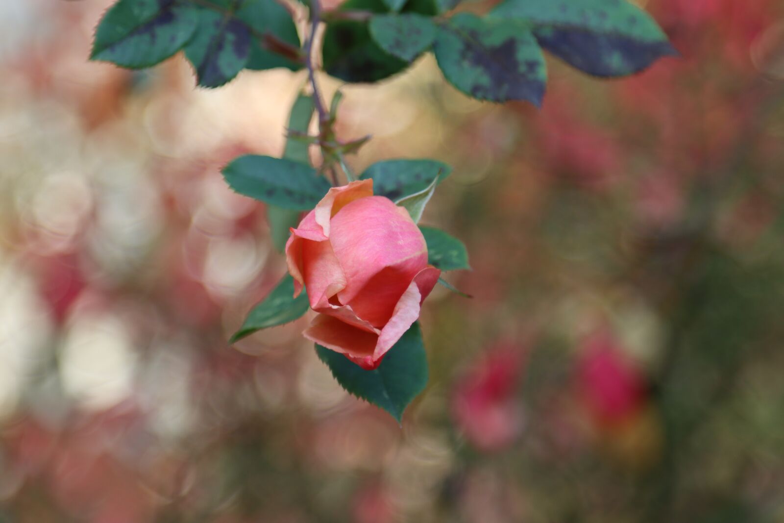 Canon EOS 90D sample photo. Pink, flower, nature photography