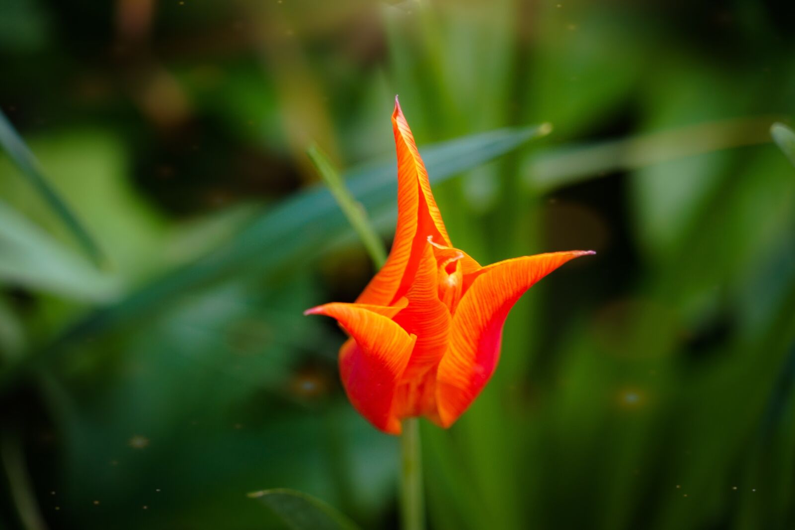 Sony a7 II + Sony FE 24-240mm F3.5-6.3 OSS sample photo. Flower, red, green photography