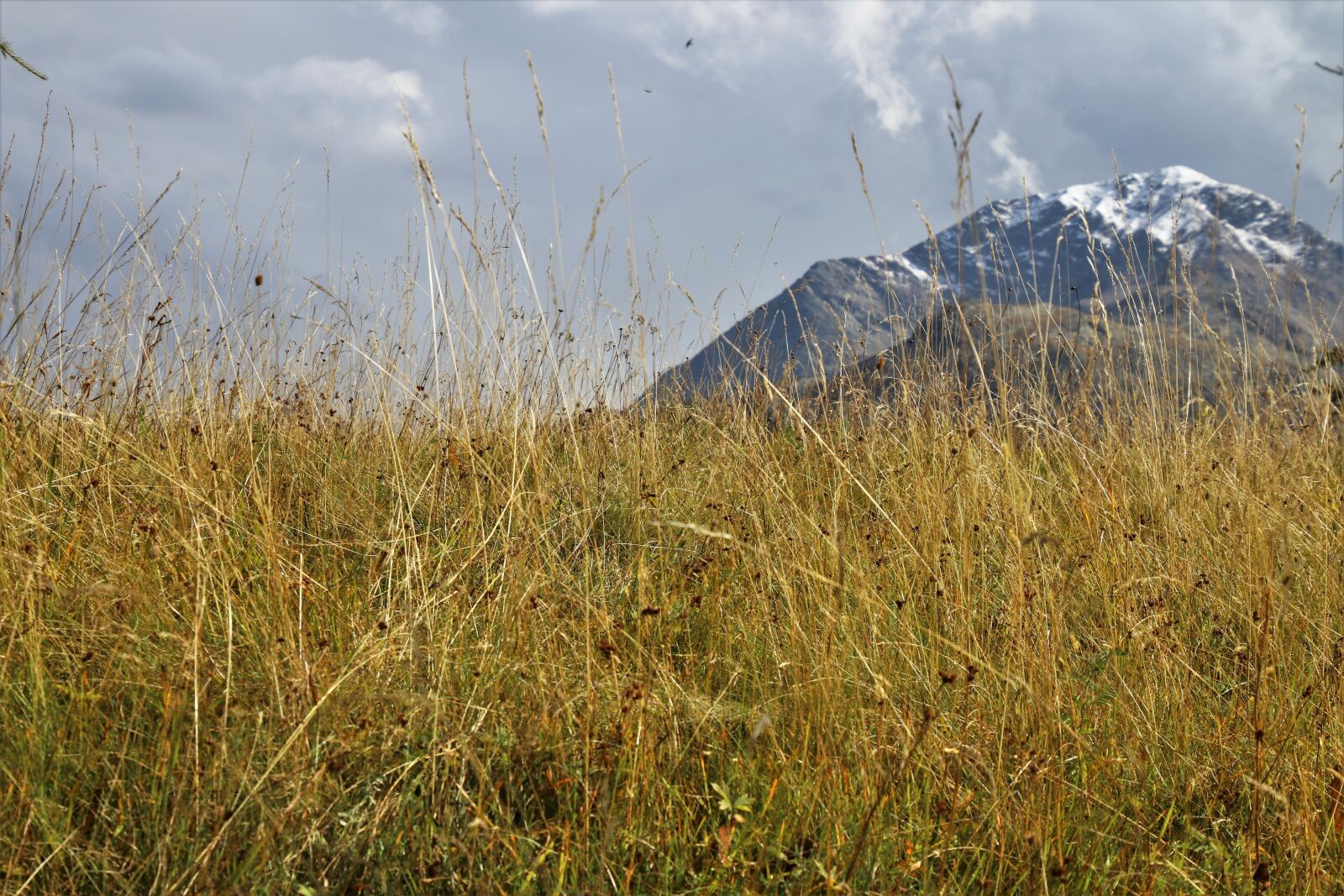 Canon EOS 80D sample photo. Dry grass, the idyll photography