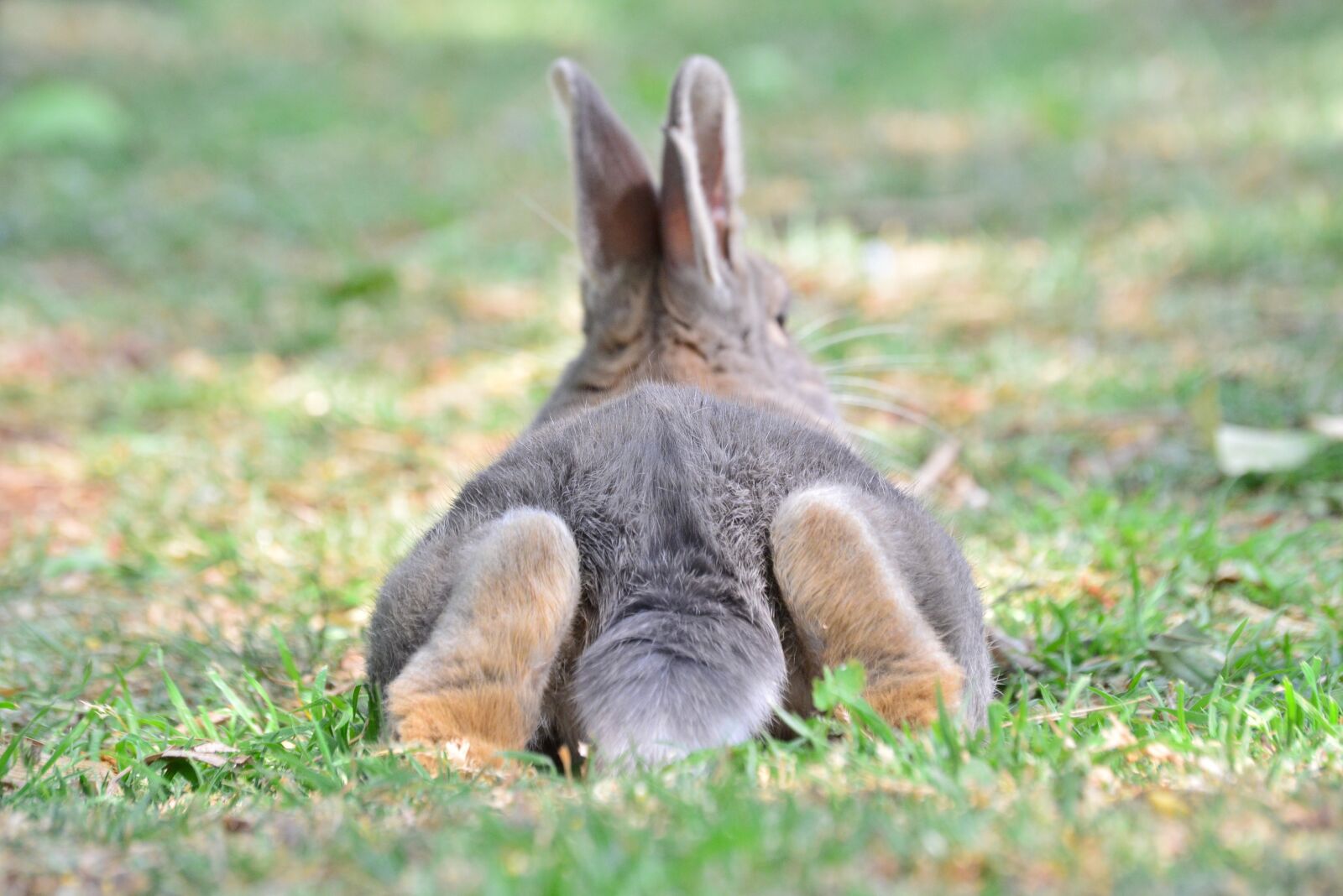 Nikon D5200 sample photo. Rabbit, grey, bunny photography