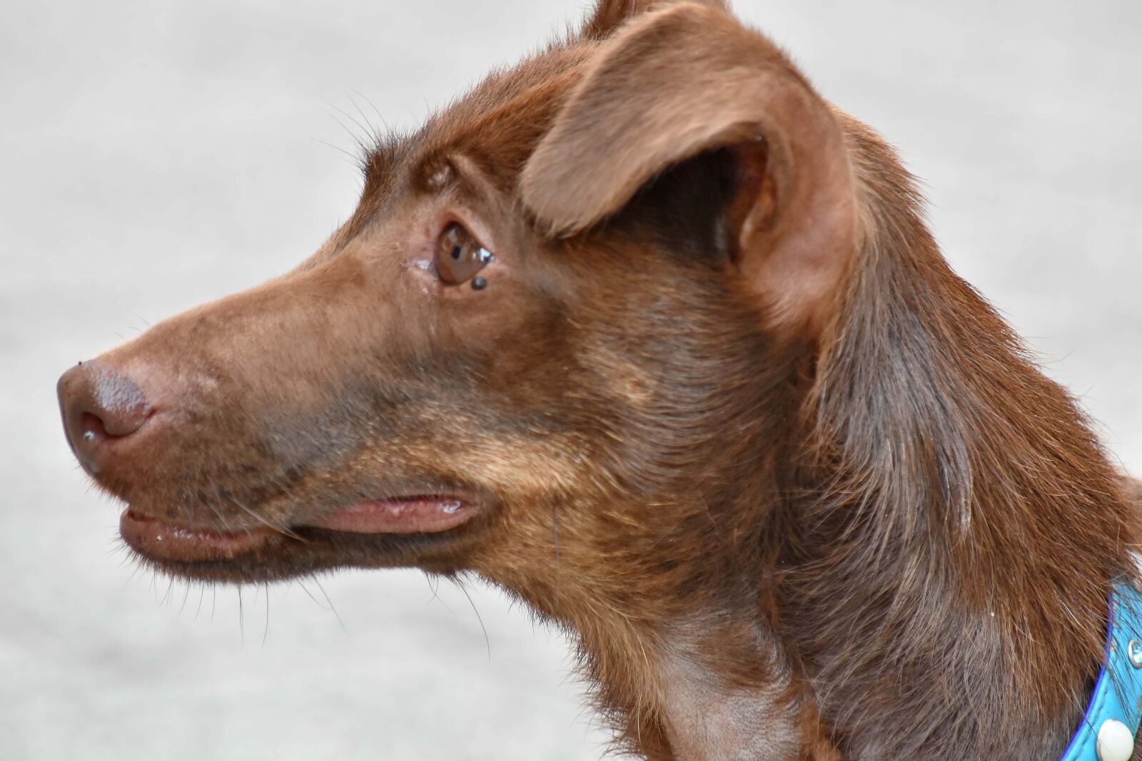 Nikon D5500 sample photo. Canine, animal, cute, portrait photography