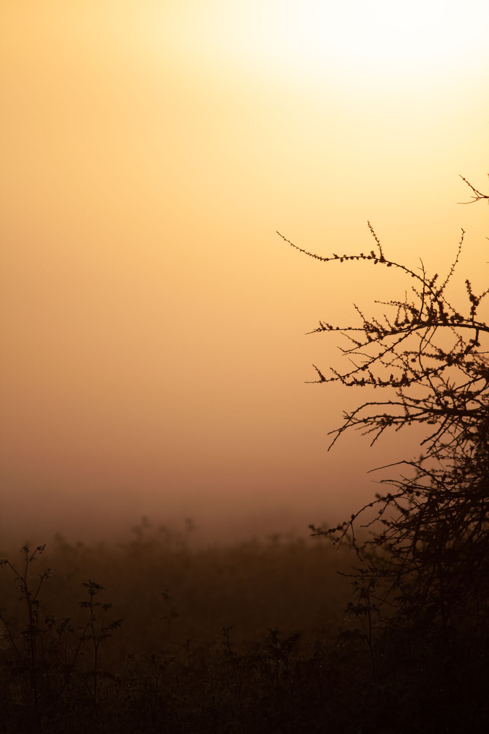 Canon EF 300mm F4L IS USM sample photo. Sunrise, misty, bush photography
