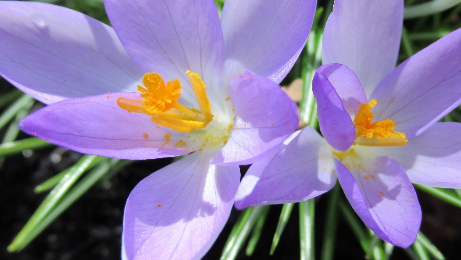 Canon PowerShot SX620 HS sample photo. Crocus, nature, flower photography
