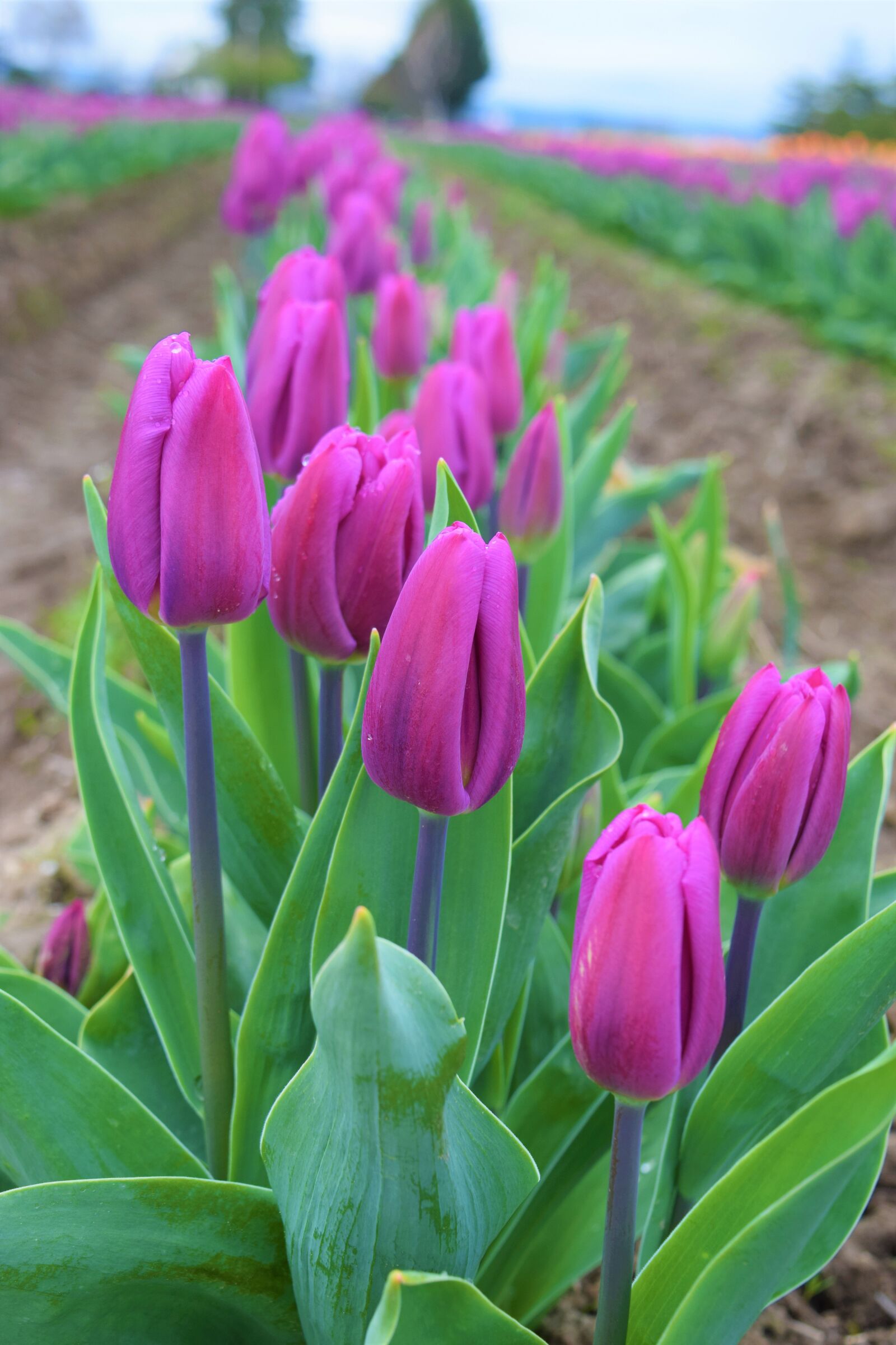 Nikon D3300 sample photo. Purple, tulips, fields photography