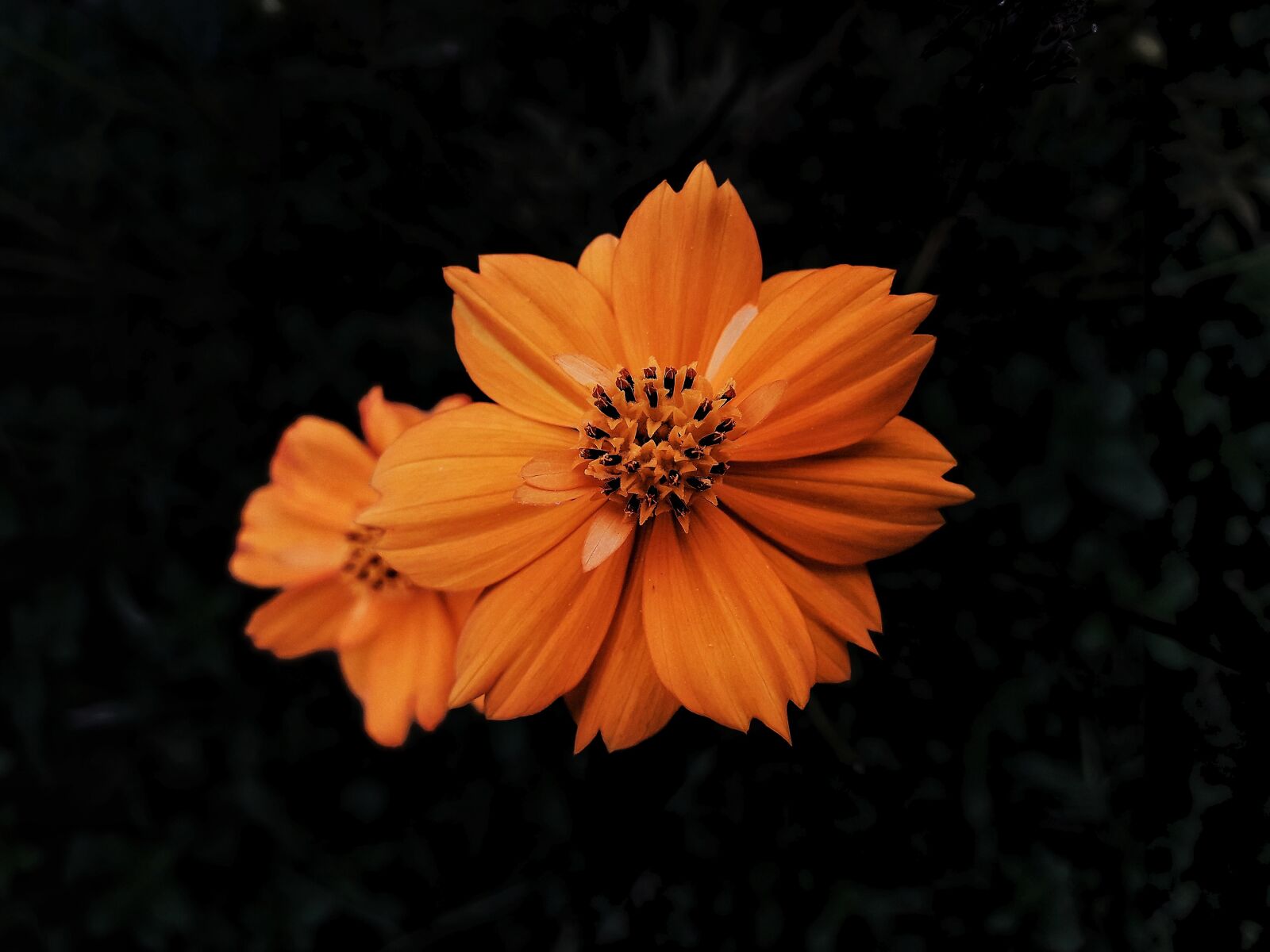 Samsung Galaxy J4 sample photo. Marigold, night marigold, marigolds photography