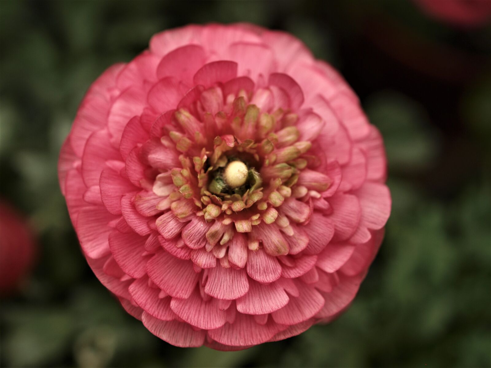 Olympus E-520 (EVOLT E-520) sample photo. Flower, nature, flora photography