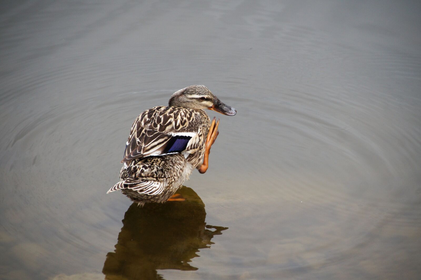 Sony SLT-A58 sample photo. Duck, wild, bird photography