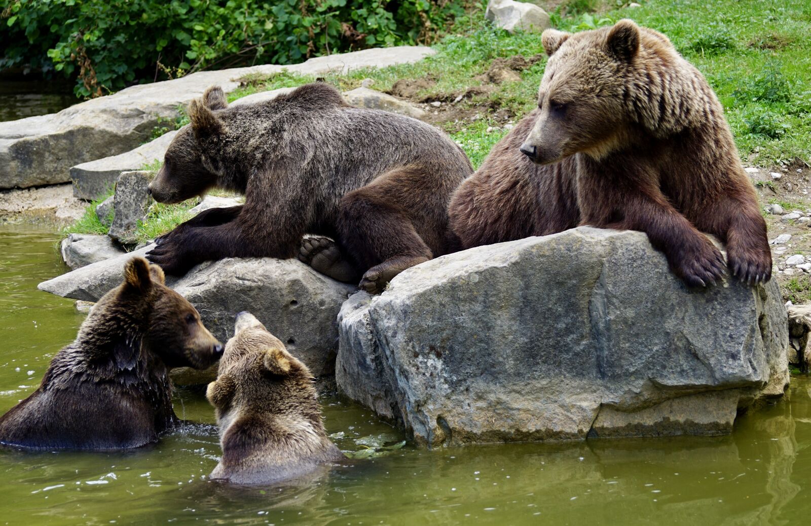 Sony DT 55-300mm F4.5-5.6 SAM sample photo. Brown bears, young animals photography